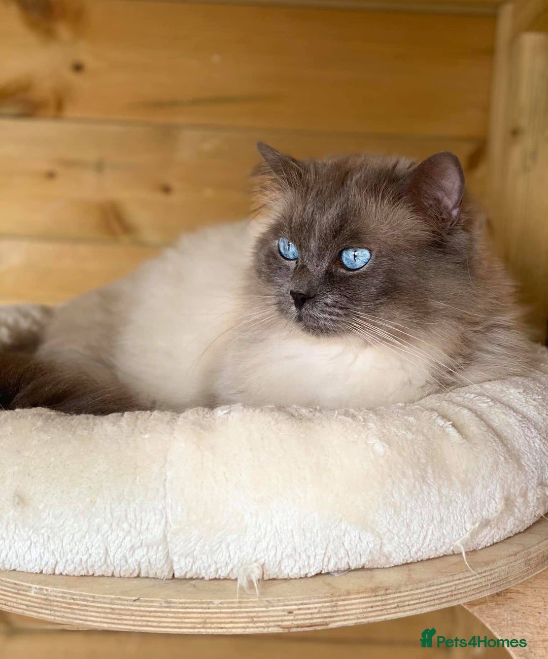Ragdoll cats for sale: GCCF Ragdoll Kittens *CHIP*VACS*NEUTERED* - Image 4