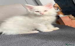 Maine Coon cats for sale: Maine coon kittens POLYDACTYL FEMALES  - Image 5