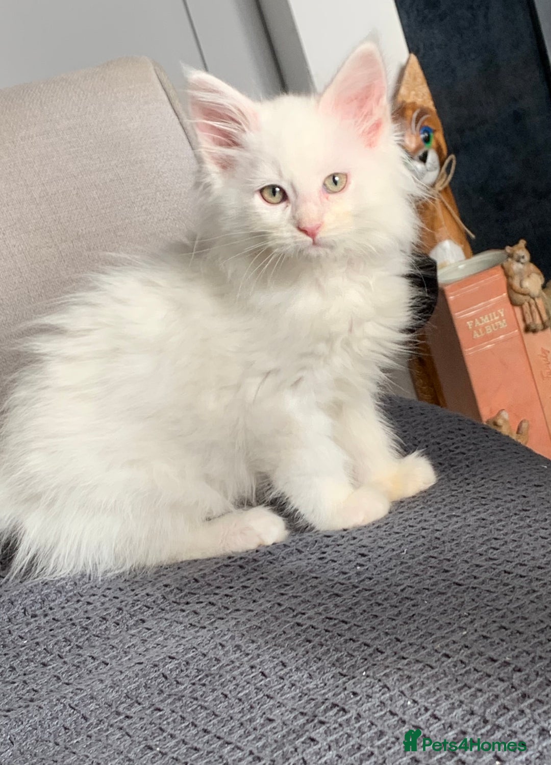 Maine Coon cats for sale: Maine coon kittens POLYDACTYL FEMALES  - Image 5