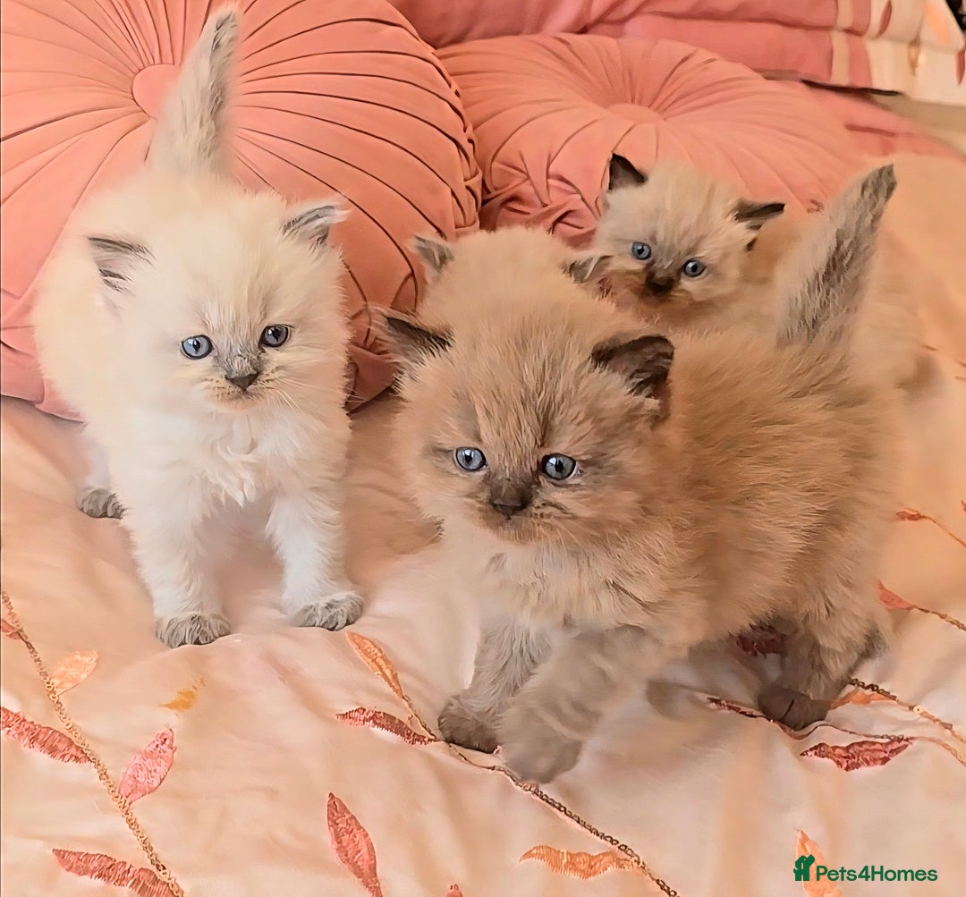 Himalayan cats for sale: PEDIGREE Himilayan Persian kittens - Image 1