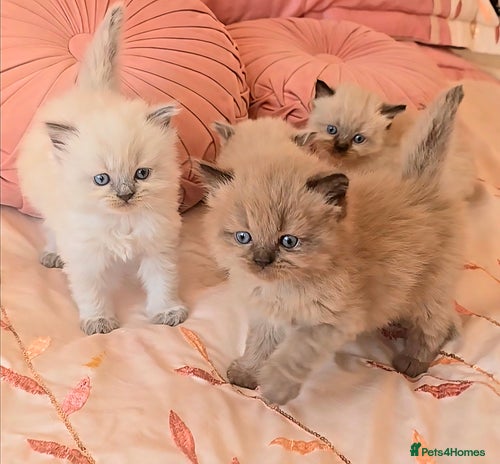 Himalayan cats - Advert 1