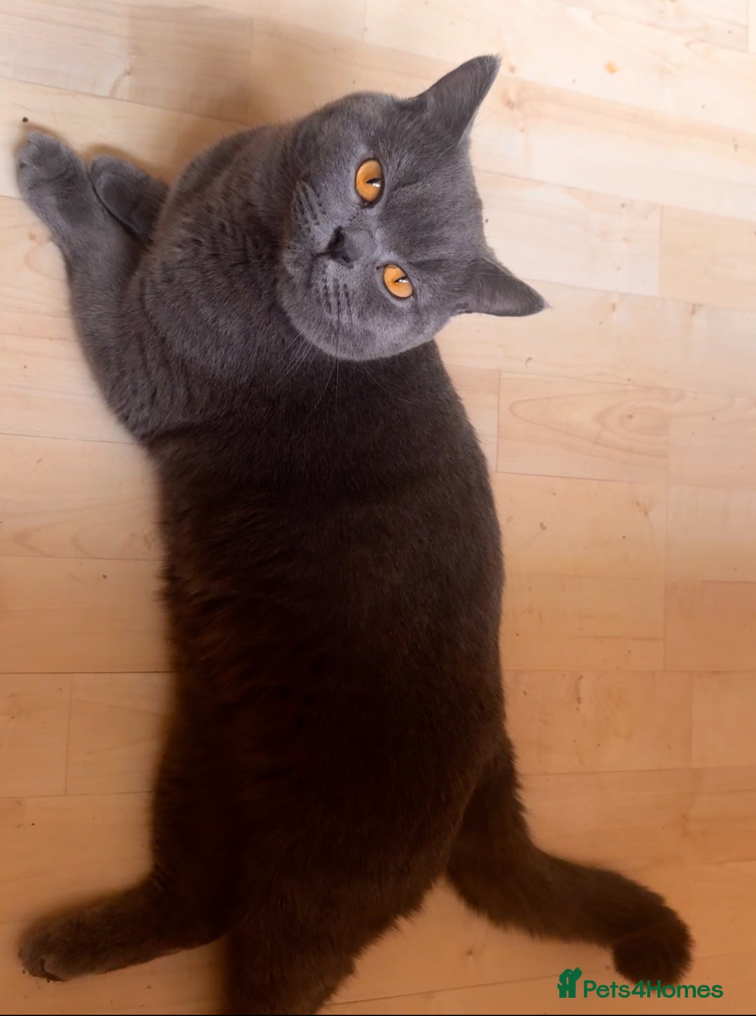 British Shorthair cats for stud: british shorthair stud - Image 3