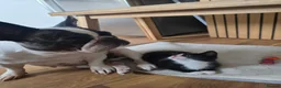 Mixed Breed cats for sale:  Ready to go to their forever homes - Advert 40