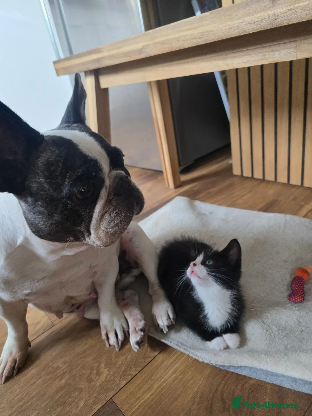 Mixed Breed cats for sale:  Ready to go to their forever homes - Advert 40