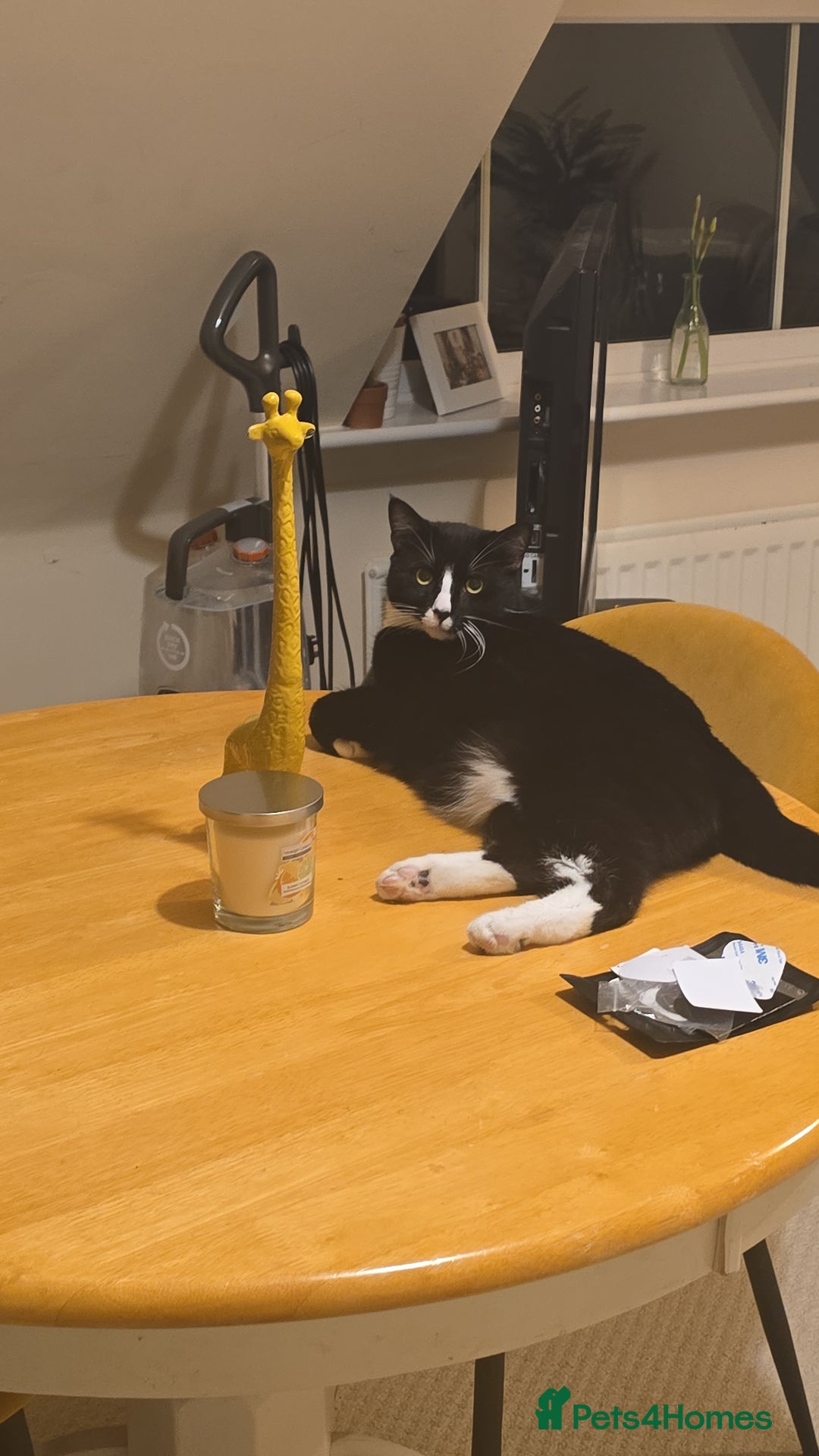 Domestic Shorthair cats for sale: Callie & Clive - Image 11