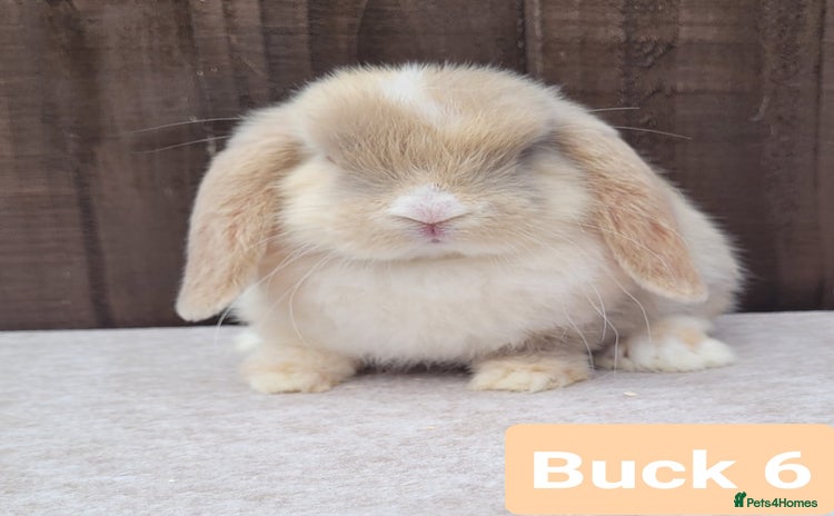 Mini Lop rabbits in Shaftesbury - Advert 4