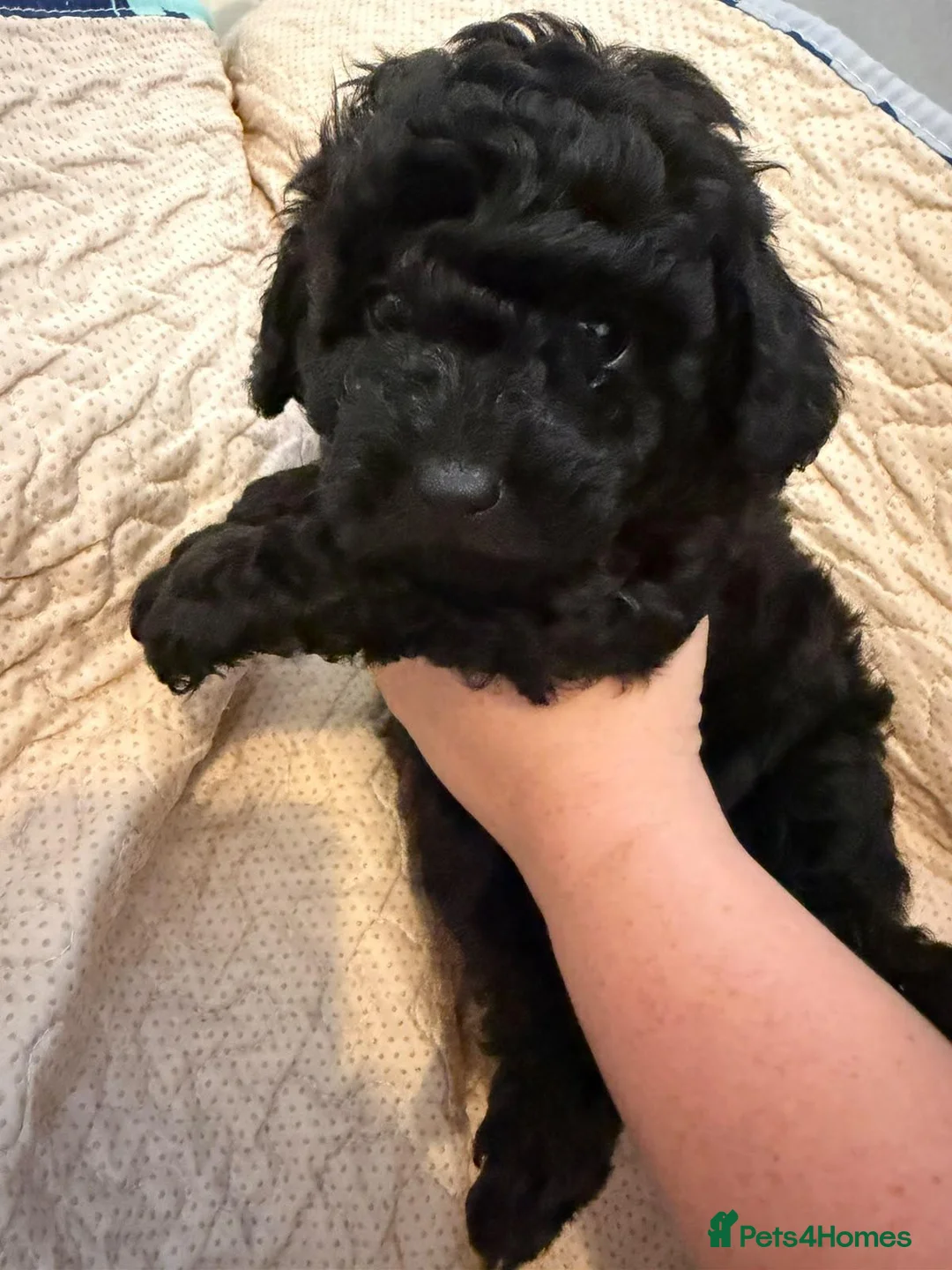 Shihpoo dogs for sale: Three male shihpoo puppies  - Advert 12