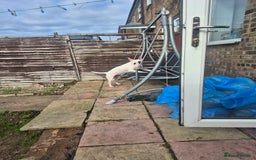 English Bull Terrier dogs for sale: Female english bull terrier  - Image 2