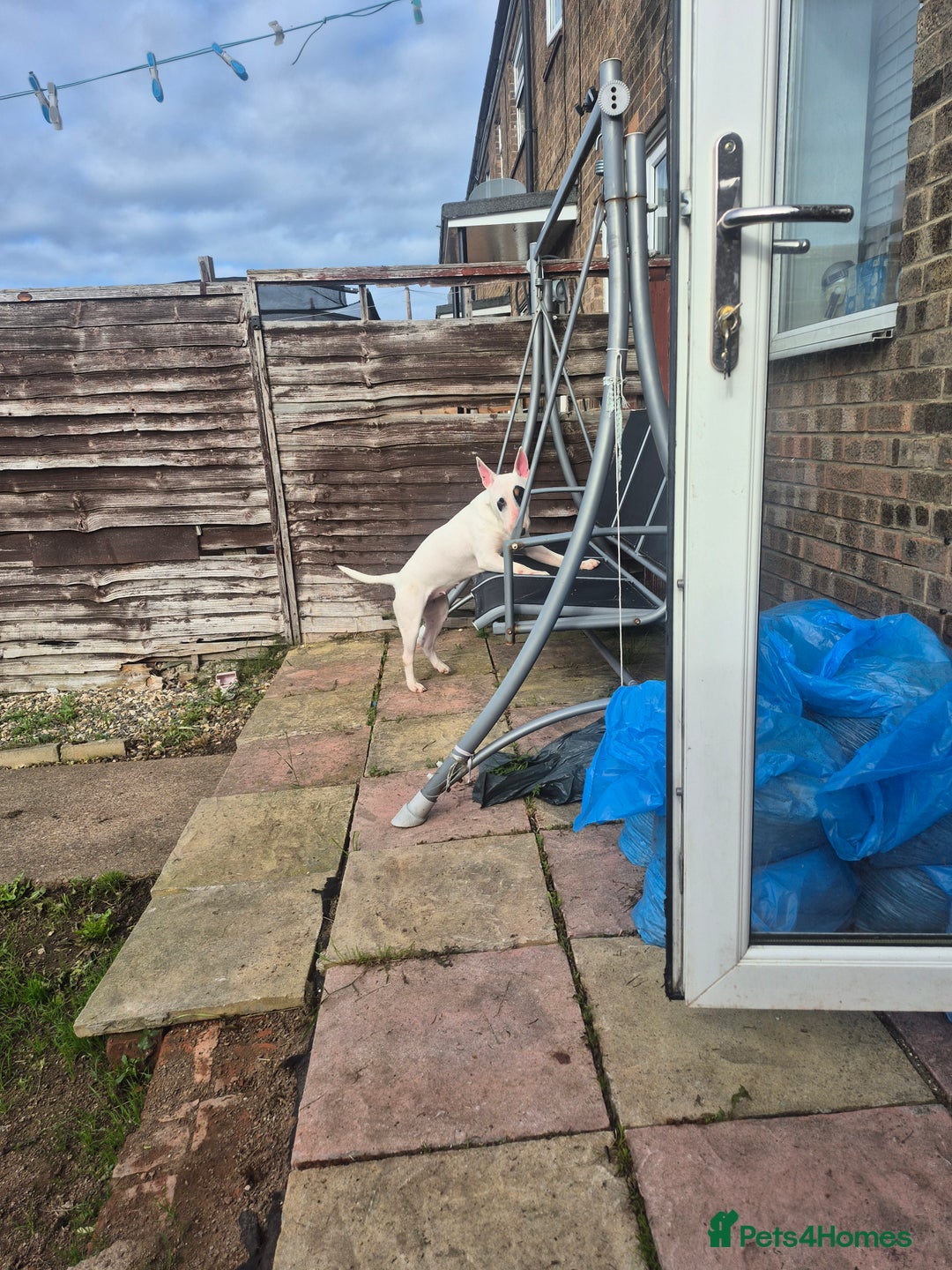 English Bull Terrier dogs for sale: Female english bull terrier  - Image 2