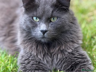 Nebelung cats Prinze is looking for a new home - Advert 2