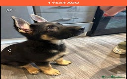 German Shepherd dogs for stud: German Shepherd for Stud - Image 6
