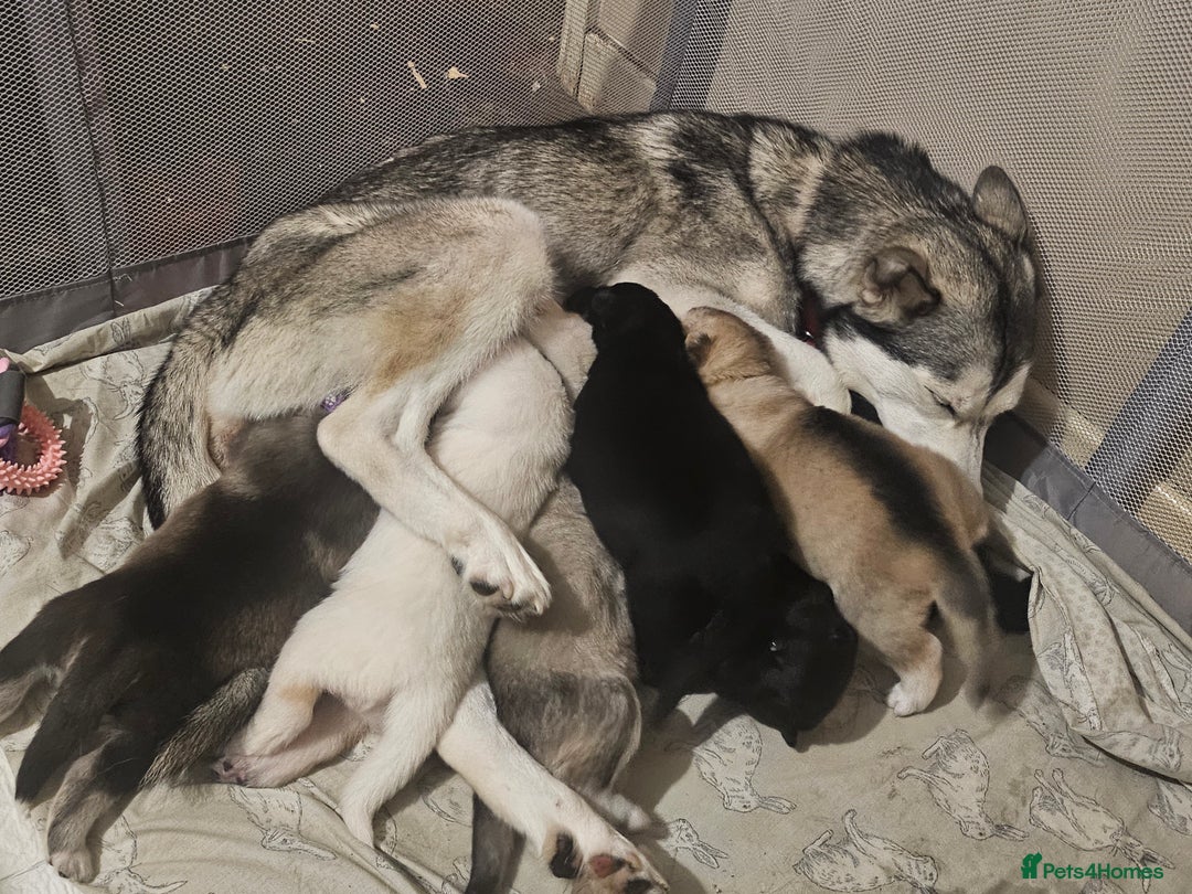 Shepsky dogs for sale: 7 Beautiful Shepsky puppies.  - Advert 8