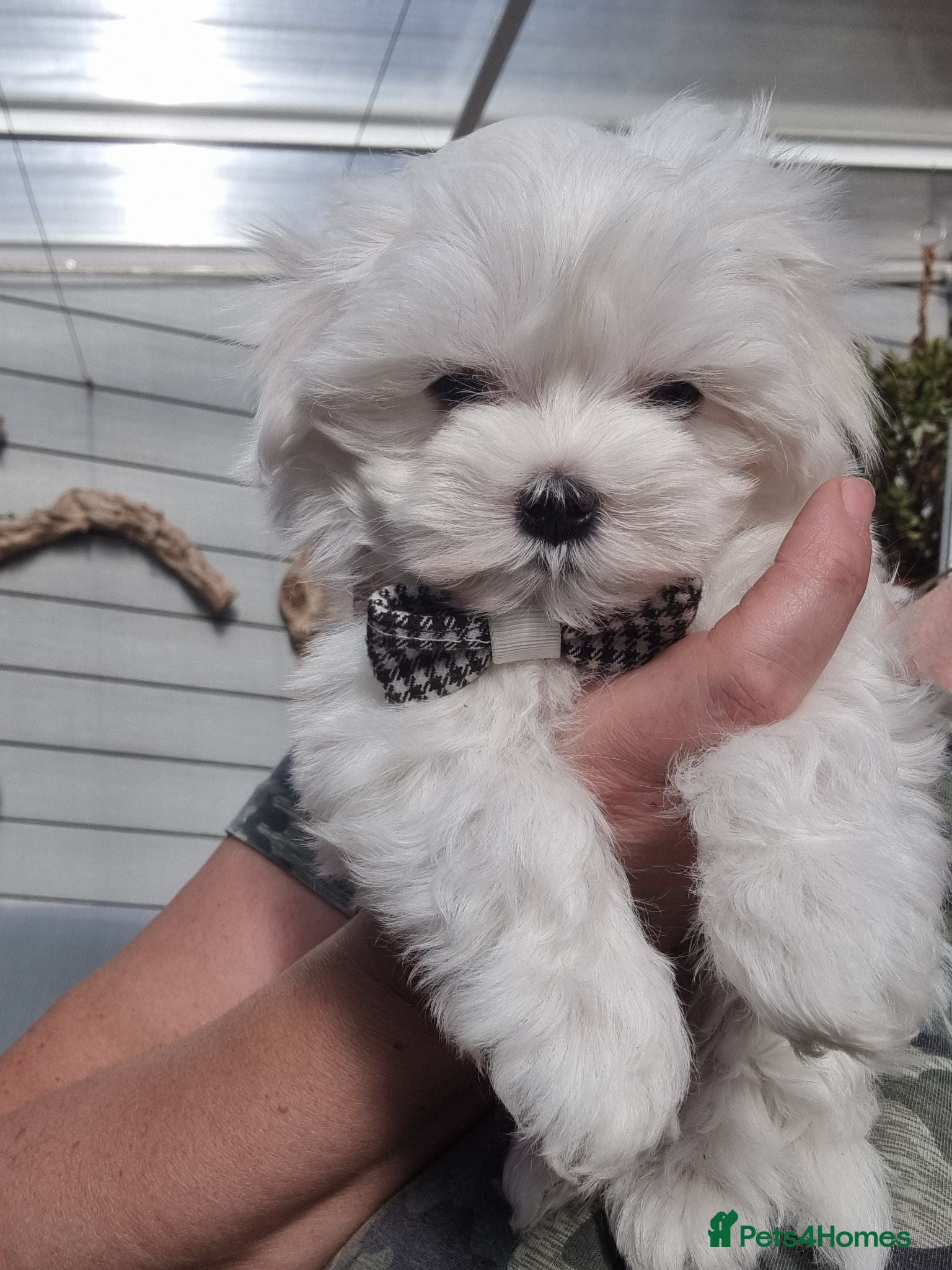 Maltese dogs Pure high quality Maltese Boy,ready on Friday  - Advert 2
