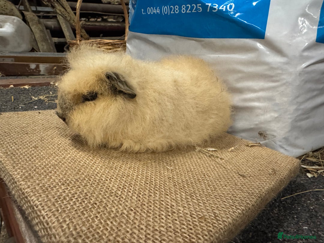 Guinea Pig rodents for sale: Various Swiss Guinea Pigs - Advert 9