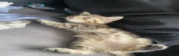British Longhair cats for sale: 5 fluffy kittens - Advert 8