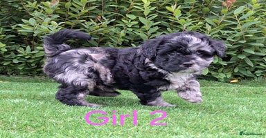 Mixed Breed dogs - Advert 3