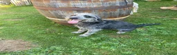 Mixed Breed dogs for sale: Bedlington x Whippet Puppies  - Advert 2