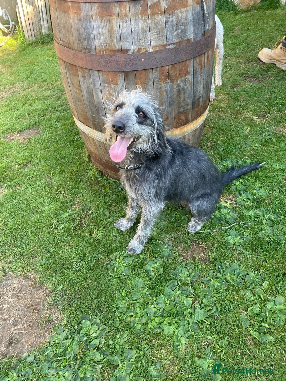 Mixed Breed dogs for sale: Bedlington x Whippet Puppies  - Advert 2