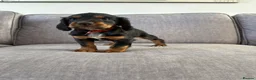 Cocker Spaniel dogs for sale: Beautiful tri coloured cocker spaniel pups   - Advert 21
