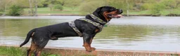 Rottweiler dogs for sale: Rottweiler pups looking for homes  - Advert 19