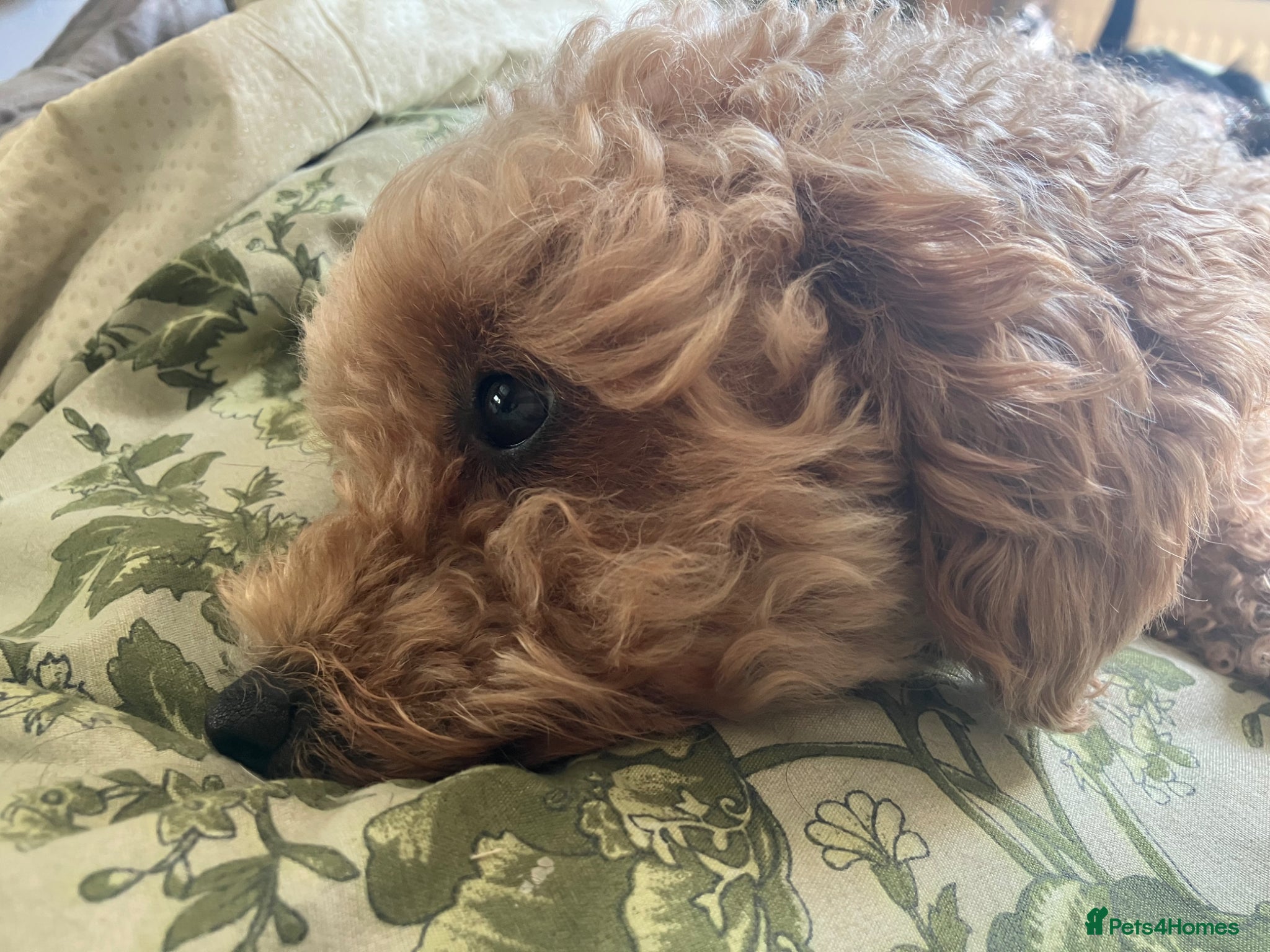 Poochon dogs for sale: Poochon puppies - ready start of school holidays  - Advert 15
