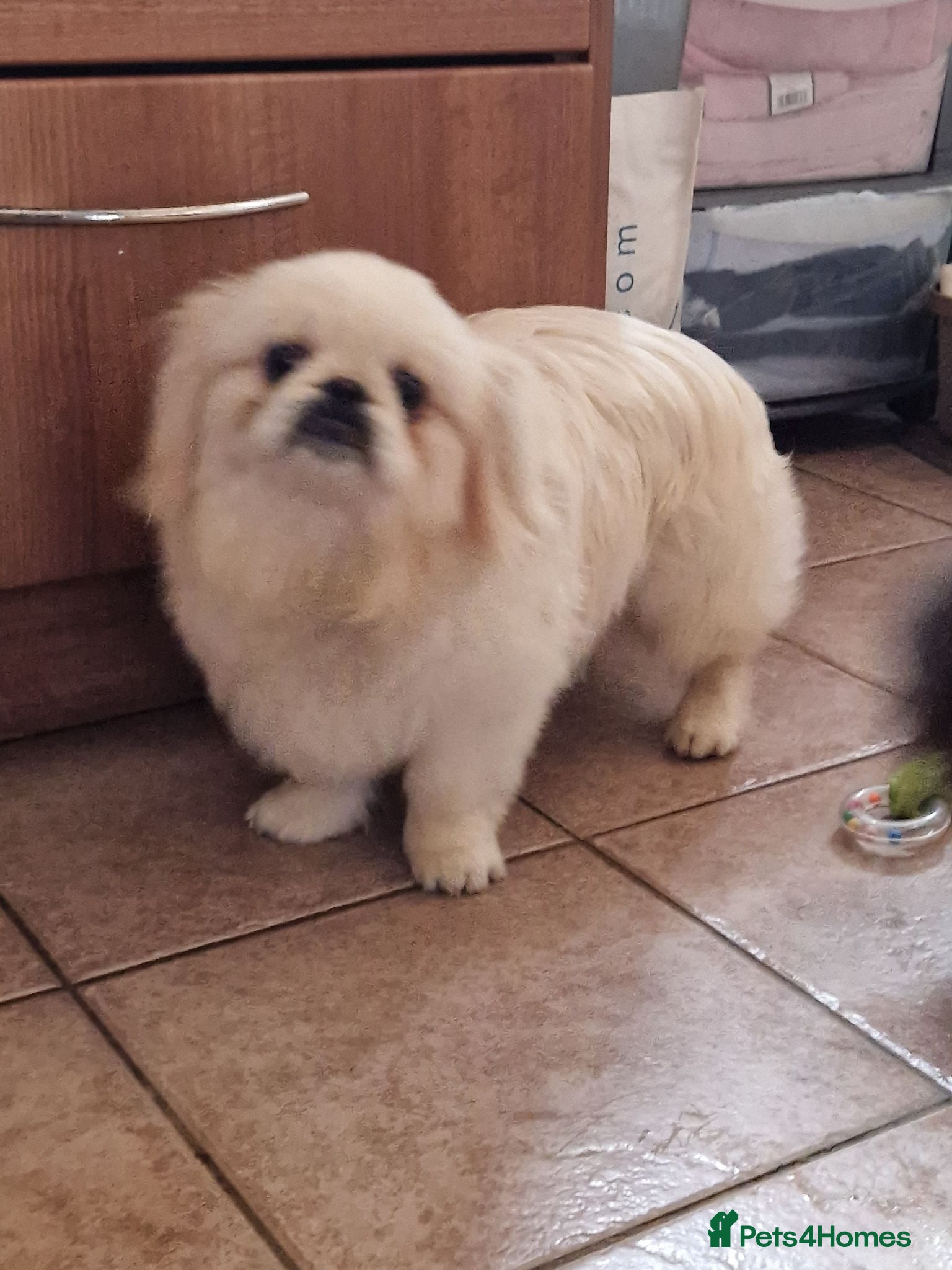 Pekingese dogs cream and white male - Advert 2