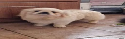 Pekingese dogs for sale: cream and white male - Advert 1