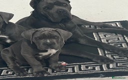 Cane Corso dogs for sale: Elite Champion Bloodline Cane Corso puppies - Image 6