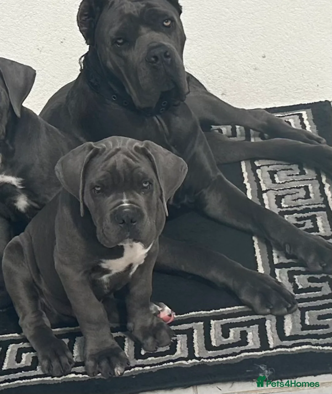 Cane Corso dogs for sale:  🏆 Elite Champion Bloodline Cane Corso puppies - Advert 7