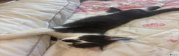 Mixed Breed cats for sale: Beautiful black-white male kitten, 3 months old in Minehead - Advert 4