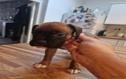 Boxer dogs for sale: Beautiful litter of KC reg bobtail boxer pups - Image 24