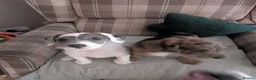 Mixed Breed dogs for sale: Jackapoo puppies for sale  in Willenhall - Advert 2