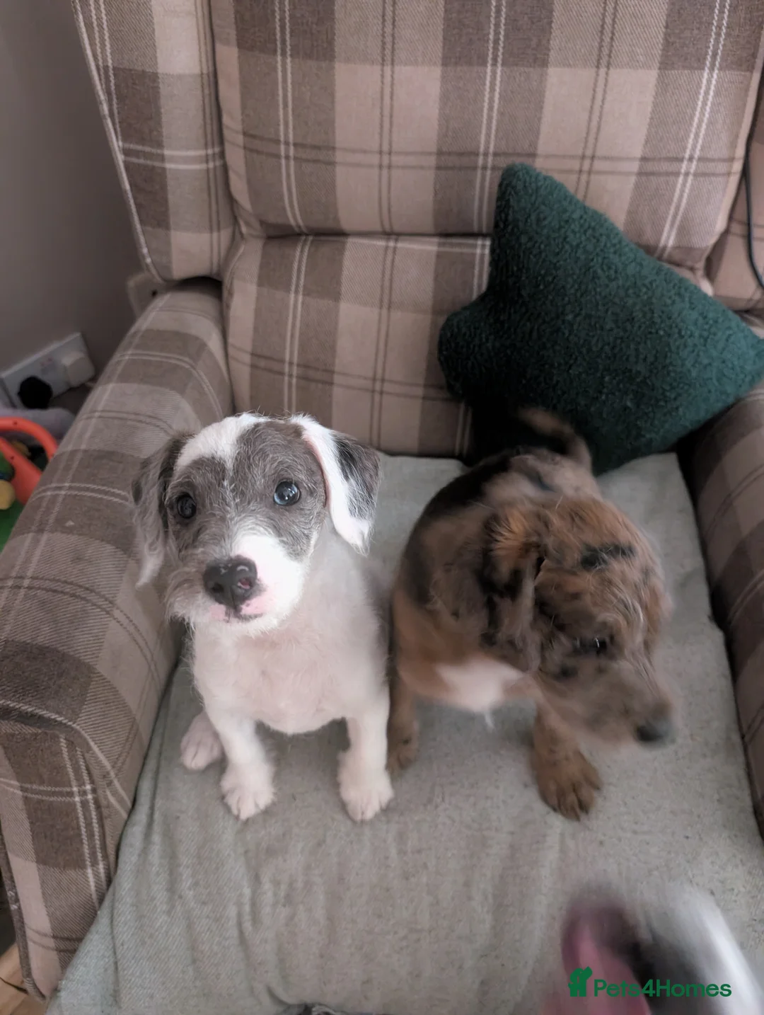 Mixed Breed dogs for sale: Jackapoo puppies for sale  in Willenhall - Advert 2