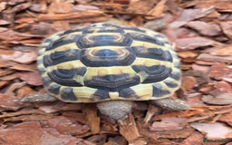 Hermann Tortoise reptiles for sale: 2022-24 Hermanns tortoises for sale - Image 5