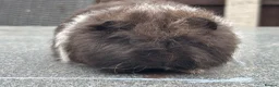 Guinea Pig rodents for sale: Swiss boars and Funky Boars  - Advert 10