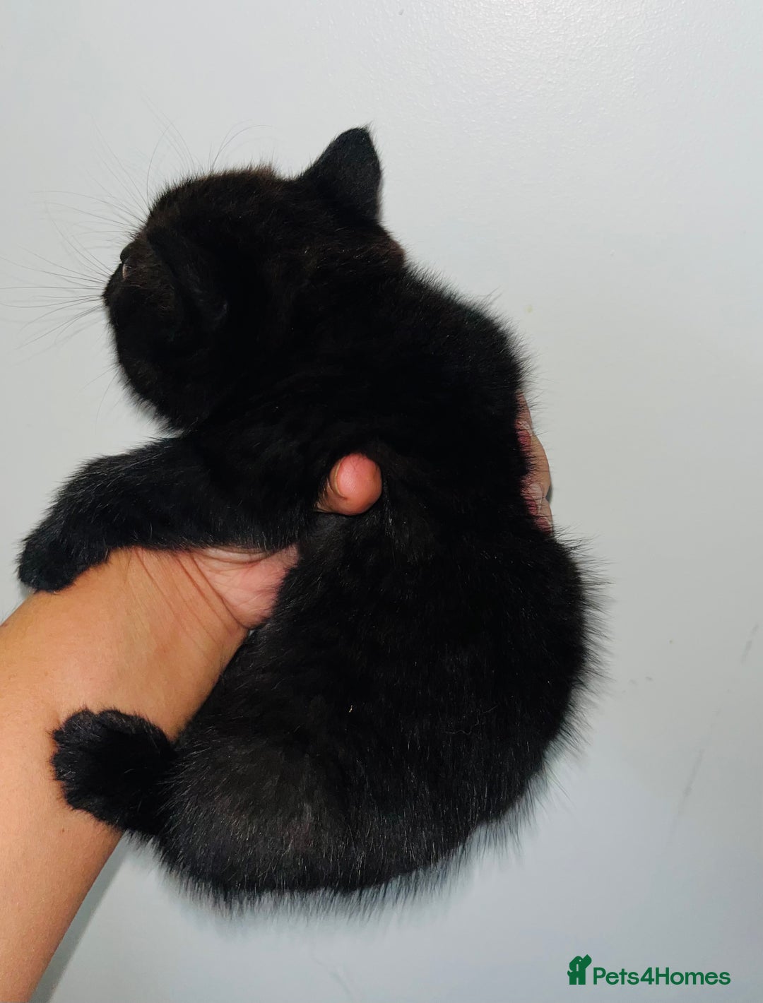 British Shorthair cats for sale: British shorthair X ragdoll  - Image 18