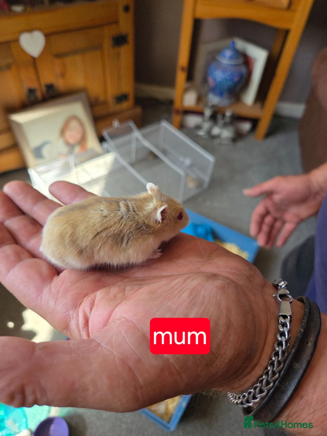 Hamster rodents for sale: Russian dwarf hamsters for sale - Advert 2