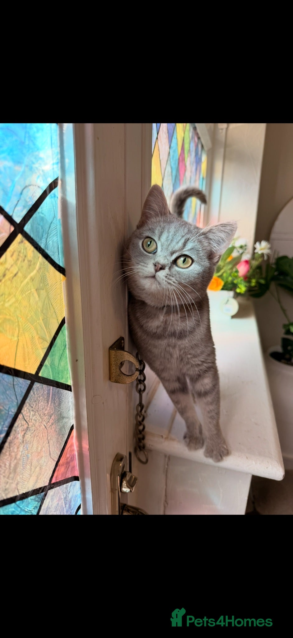 British Shorthair cats Stunning blue bicolour British short hair girl  - Advert 3