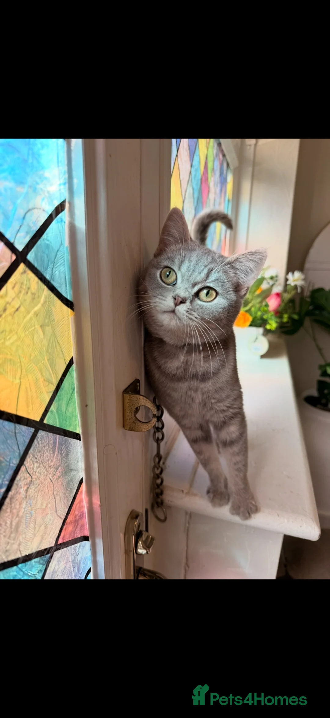 British Shorthair cats for sale: Stunning blue bicolour British short hair girl  in Birkenhead - Advert 1