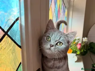 British Shorthair cats Stunning blue bicolour British short hair girl - Advert 13