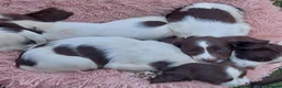English Springer Spaniel dogs for sale: English springer spaniels in Bargoed - Advert 28