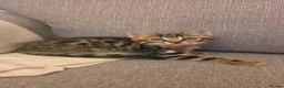 Mixed Breed cats for sale: Stunning mixed Bengal breed in Ilford - Advert 6