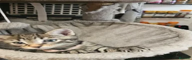 Mixed Breed Kitten 4