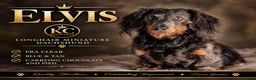 Miniature Dachshund dogs for stud: ELVIS THE BLUE LONGHAIR  - Advert 2