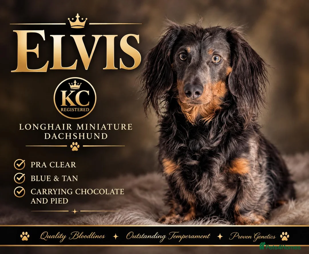 Miniature Dachshund dogs for stud: ELVIS THE BLUE LONGHAIR  - Advert 2