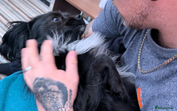 Mixed Breed dogs for sale: Chilier male Charlie  - Image 5