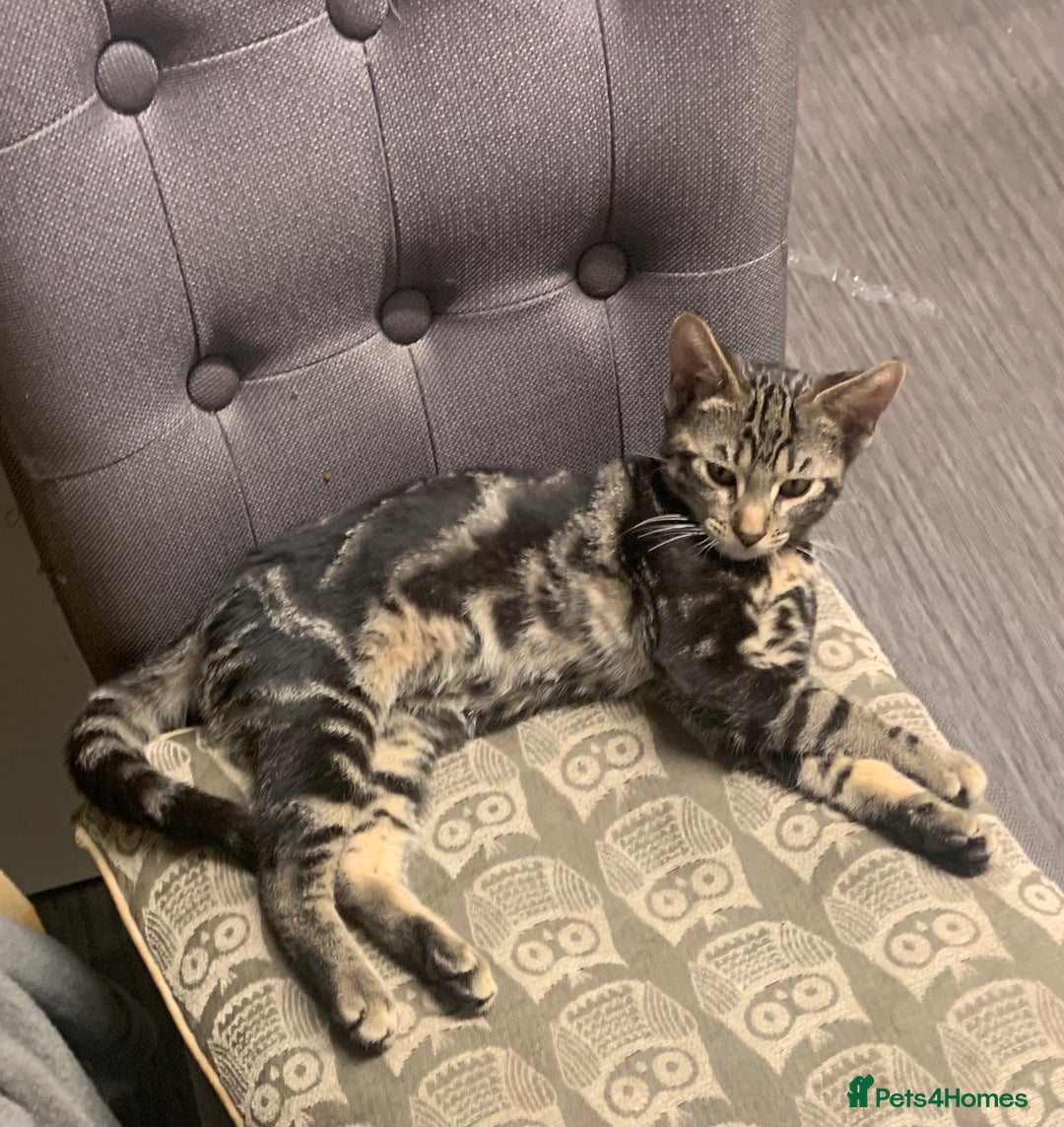 Domestic Shorthair cats for sale: 1x TABBY MALE KITTEN AVAILABLE NOW😸 - Image 10