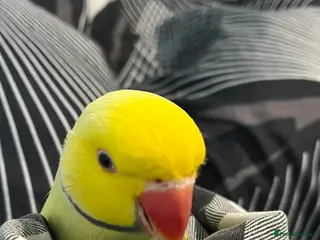 Parrots birds Breeding pair of ringneck parrots - Advert 5