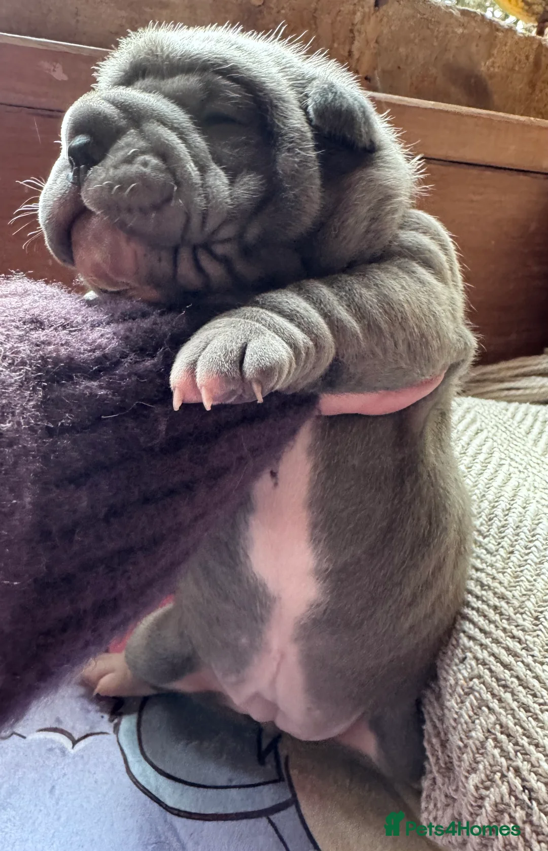 Shar Pei dogs for sale: Stunning Bullpei Puppies (Sharpei/English Bulldog) - Advert 6