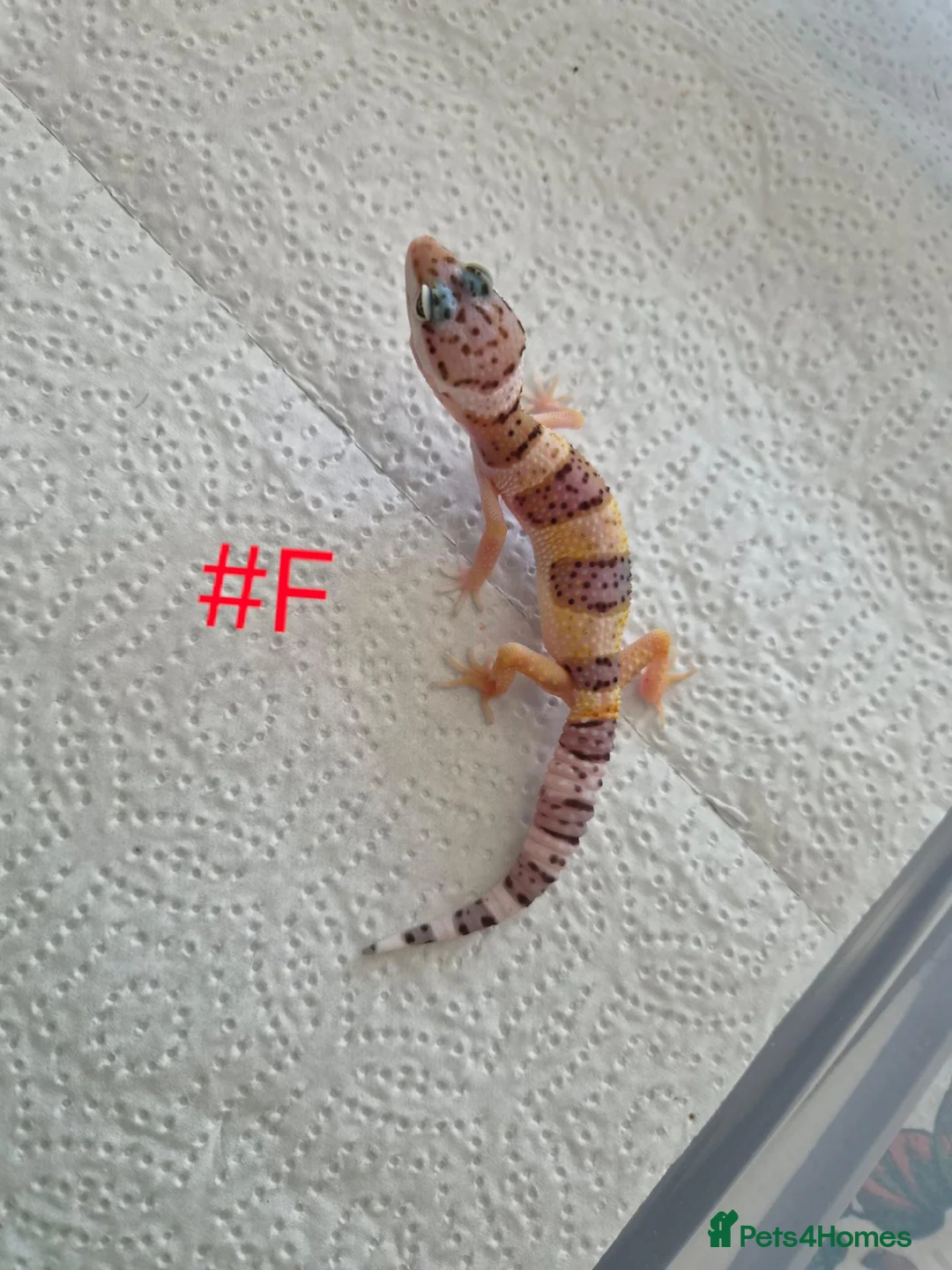 Leopard Gecko reptiles for sale: Leopard geckos available  - Advert 2